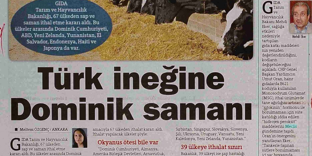 Türk İneğine Dominik Samanı – Hürriyet Gazetesi