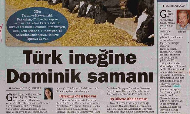 Türk İneğine Dominik Samanı – Hürriyet Gazetesi