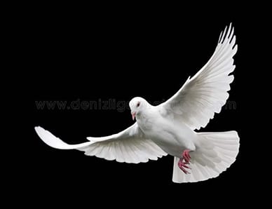 “Barış!” diye haykırmak dışında bir yol yok!